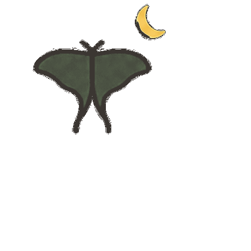 Luna moth: Quiet transformation